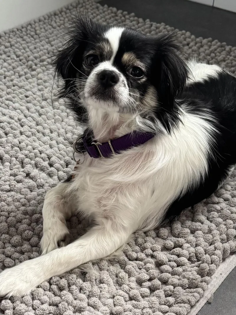A senior small-sized female Black Japanese Chin dog named Greta for adoption in Silvana, WA