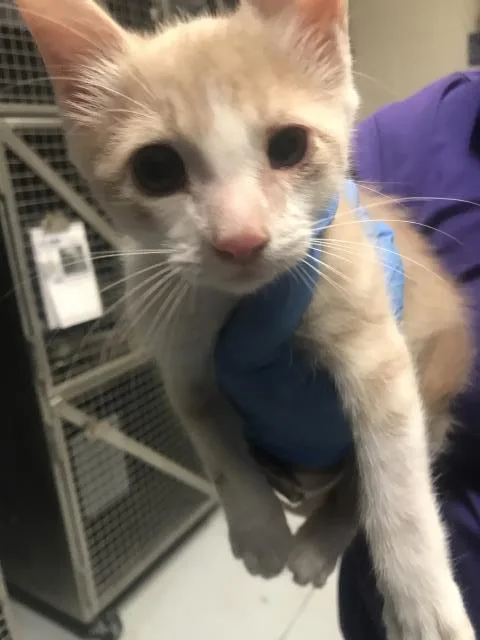 A baby small-sized male Domestic Short Hair cat named A for adoption in Conroe, TX
