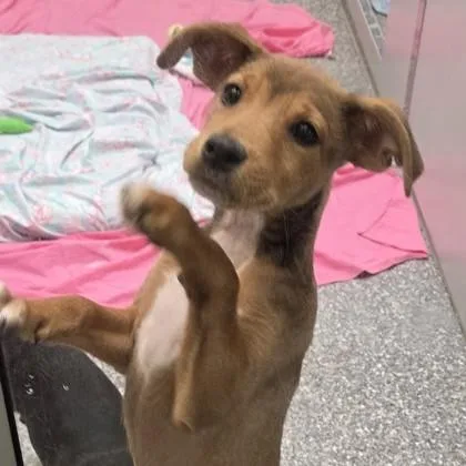 A baby small-sized female Retriever dog named Gouda for adoption in Voorhees, NJ