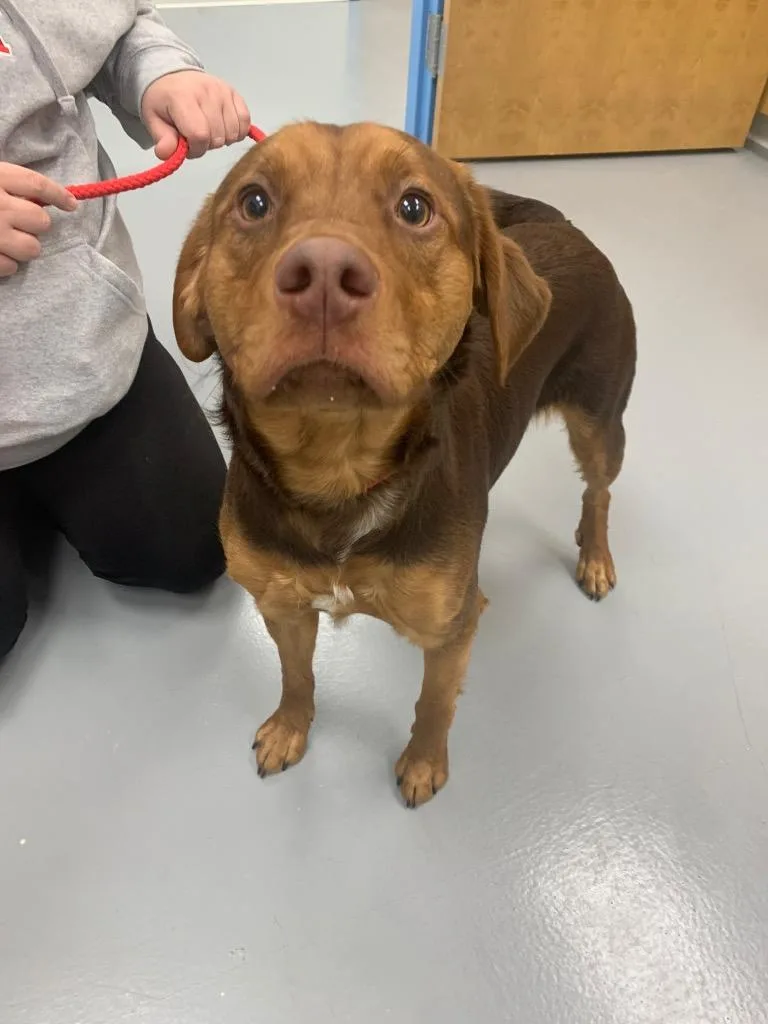 A young medium-sized male Chesapeake Bay Retriever dog named Reeses for adoption in Hartsville, SC