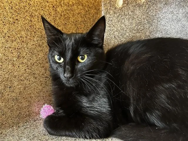 A young medium-sized female Domestic Short Hair cat named Ghost Pepper for adoption in Lincolnton, NC