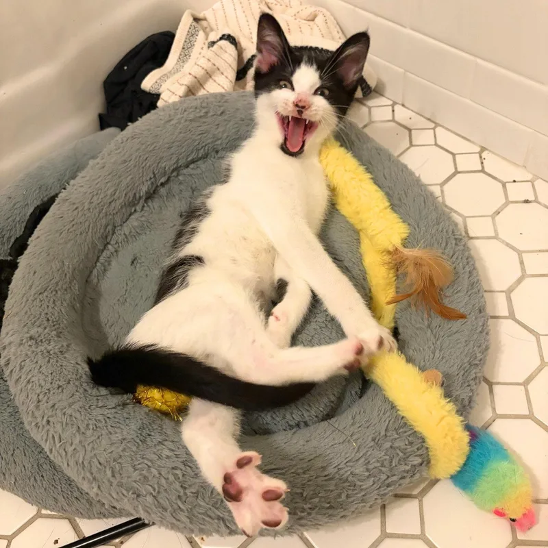 A young medium-sized female Black & White / Tuxedo Domestic Short Hair cat named Blissville & Noguchi for adoption in Brooklyn, NY