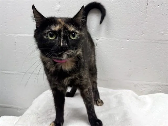 A young medium-sized female Domestic Short Hair cat named Scrappy for adoption in Saint Louis, MO