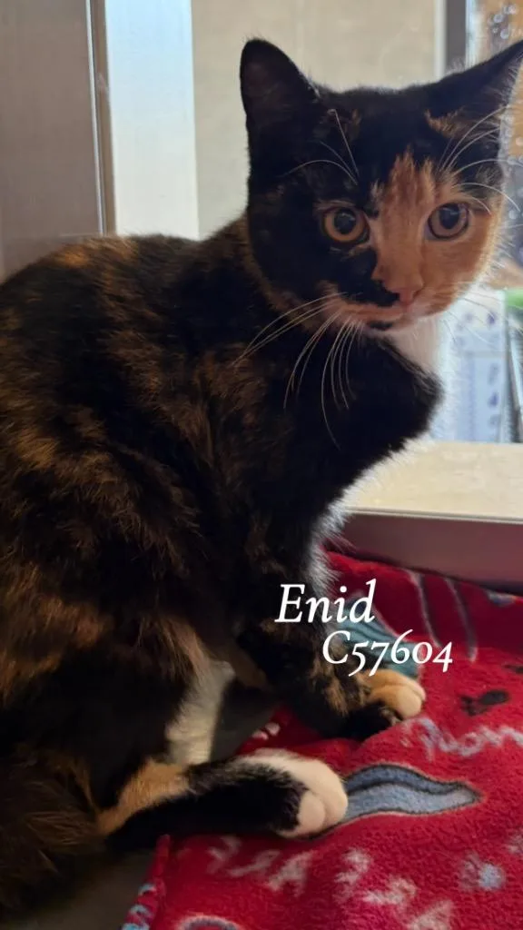 A young medium-sized female Domestic Short Hair cat named Enid for adoption in Clarksville, TN