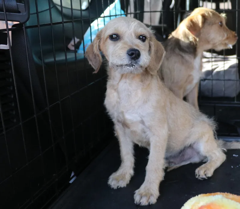 A baby medium-sized male Apricot / Beige Schnauzer dog named Finny for adoption in Pflugerville, TX