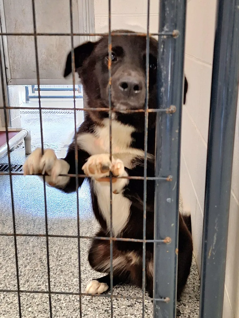 A young medium-sized male Black Border Collie dog named Luke for adoption in Stanton, KY