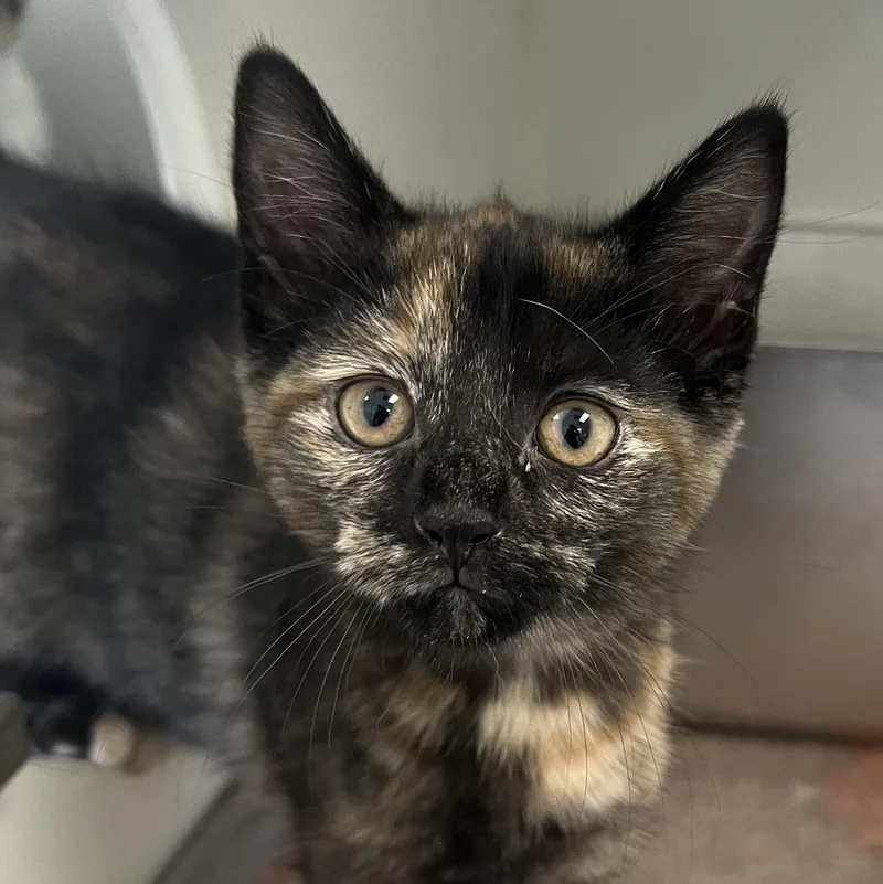 A baby medium-sized female Tortoiseshell Domestic Short Hair cat named Casita for adoption in Pontiac, MI