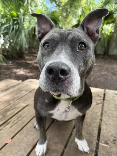 A senior medium-sized female Gray / Blue / Silver Mixed Breed dog named Pickle for adoption in Charleston, SC