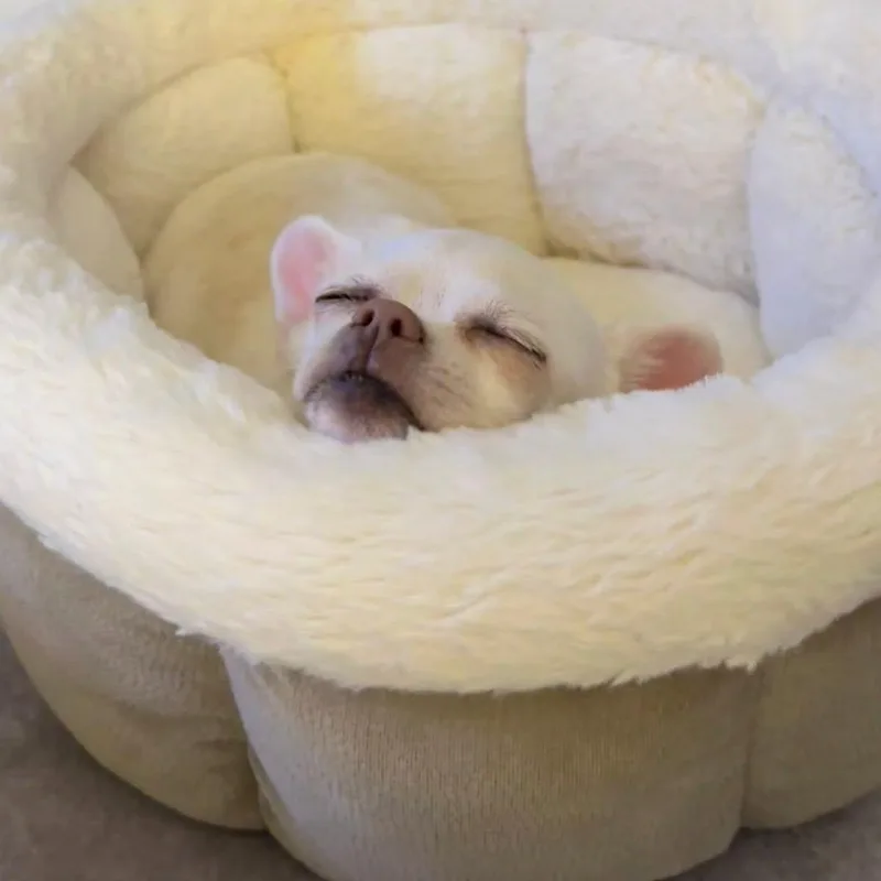 Maude thumbnail 4