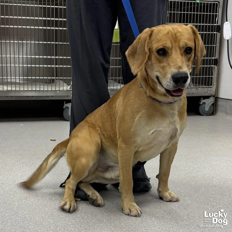 A young large-sized male Retriever dog named Lennard for adoption in Washington, DC