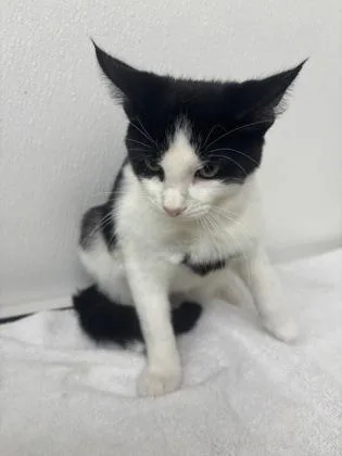 A young small-sized male Domestic Short Hair cat named Breadstick for adoption in Phoenix, AZ