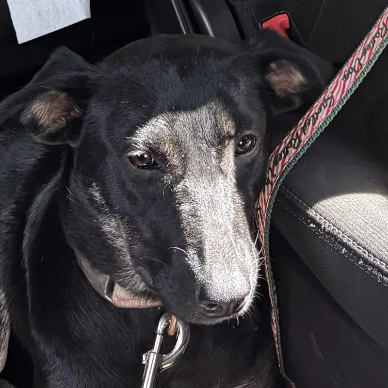 An adult medium-sized female Black Miniature Pinscher dog named Cleo for adoption in Greensboro, NC