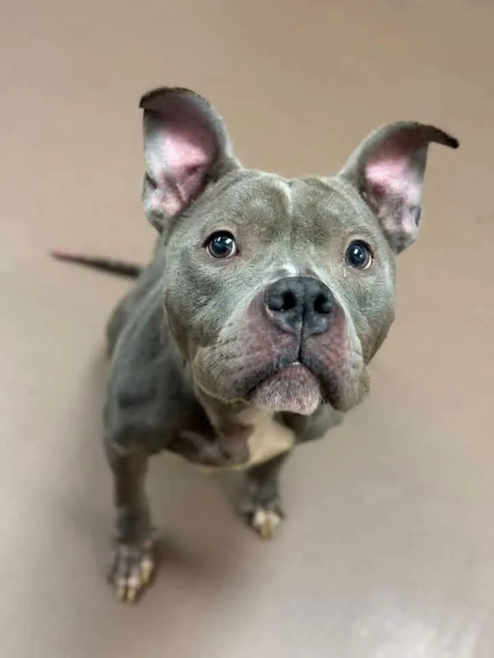 An adult medium-sized female Gray / Blue / Silver Pit Bull Terrier dog named Ravine for adoption in Chicago, IL