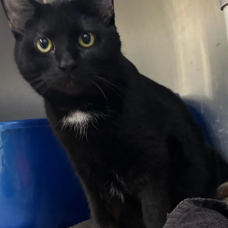 A young small-sized female Black Domestic Short Hair cat named Tippy Toes for adoption in Grand Rapids, MI