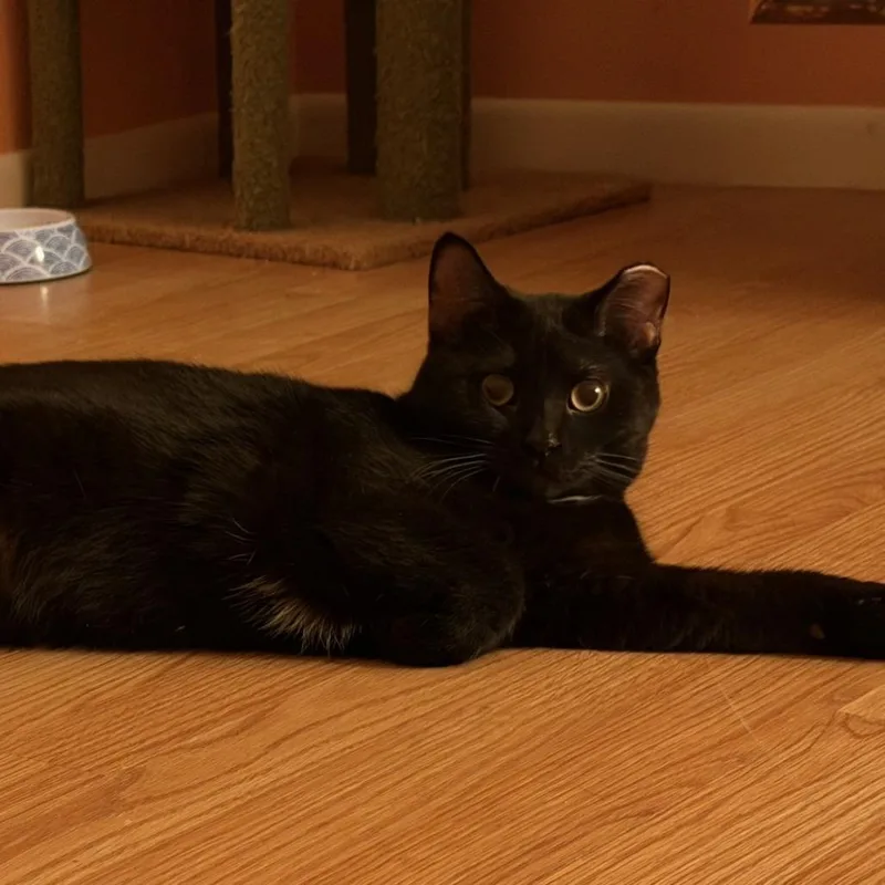 Tippy Toes thumbnail 2