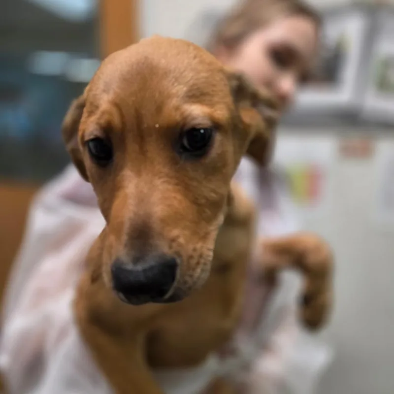 A baby small-sized male Yellow / Tan / Blond / Fawn Mixed Breed dog named Zeus for adoption in Charleston, WV