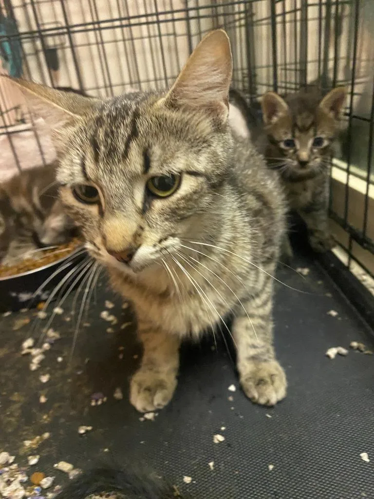 A young medium-sized female Tabby cat named Honey for adoption in San Antonio, TX
