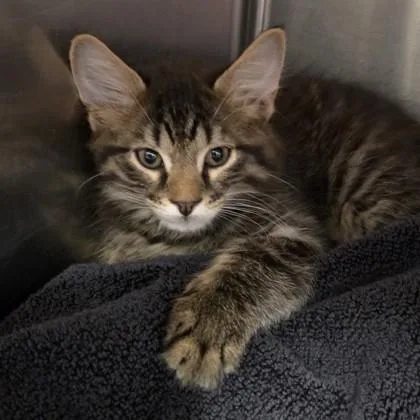A baby small-sized male Domestic Medium Hair cat named Lagoon for adoption in Voorhees, NJ