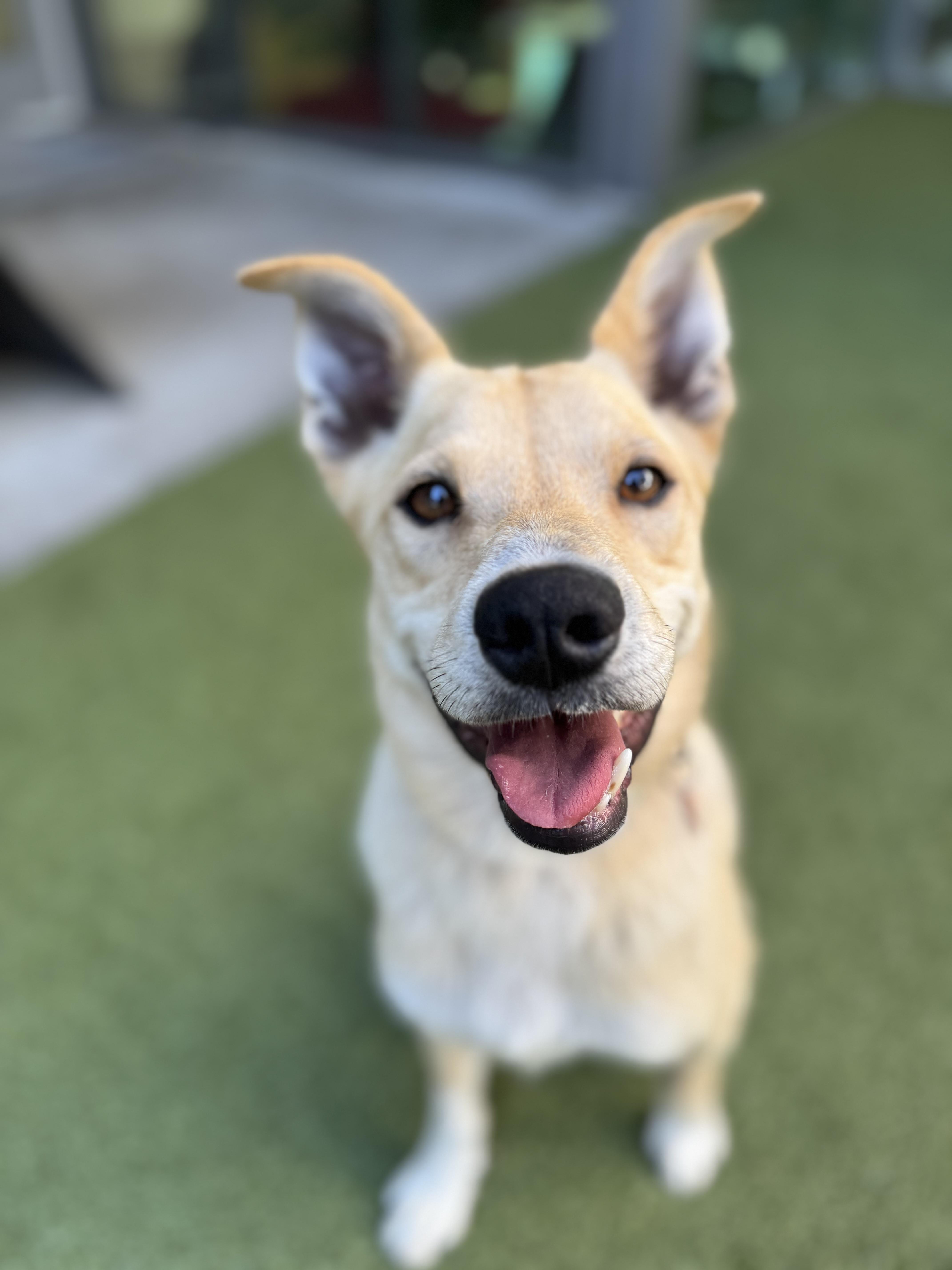 Maverick thumbnail 3