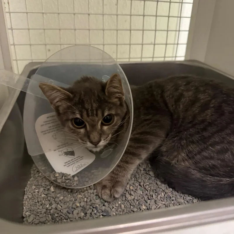 A baby small-sized female Gray / Blue / Silver Domestic Short Hair cat named Artemis for adoption in San Antonio, TX