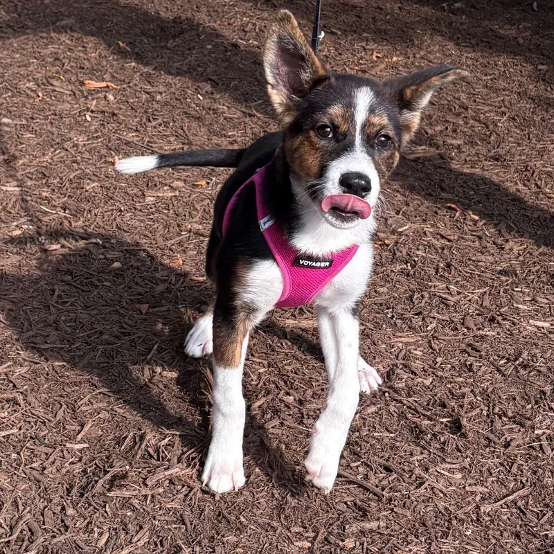 A baby small-sized female Black Siberian Husky dog named Gwen for adoption in East Hampton, NY
