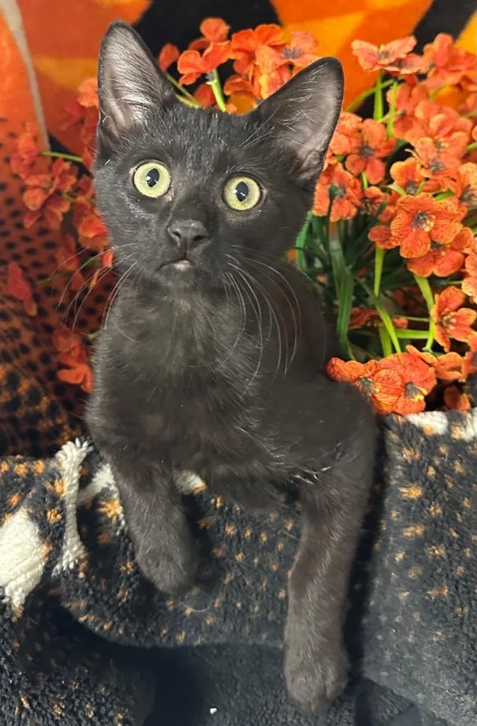 A baby small-sized female Domestic Short Hair cat named Wendy for adoption in Stillwater, OK