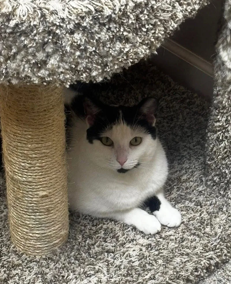 An adult medium-sized female Buff & White Domestic Short Hair cat named Violet for adoption in Macomb, MI