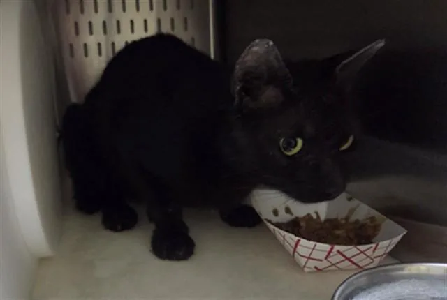 An adult small-sized male Domestic Short Hair cat named A for adoption in Orlando, FL