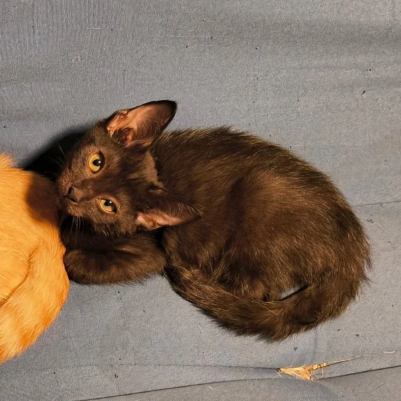 A baby small-sized male Black Domestic Short Hair cat named Hephaestus for adoption in Springfield, IL