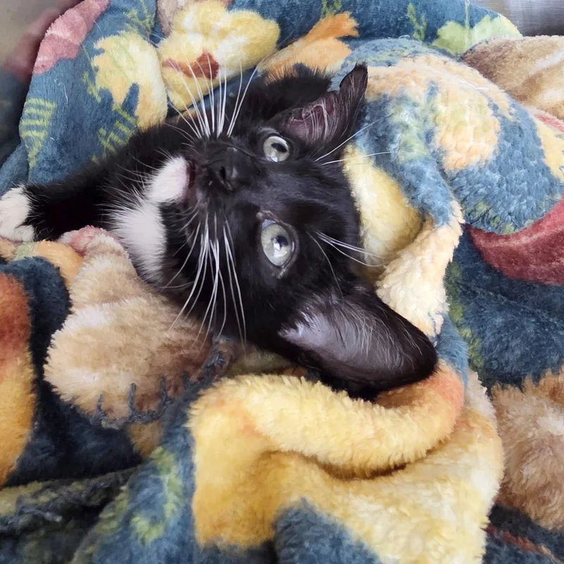 Gabriel