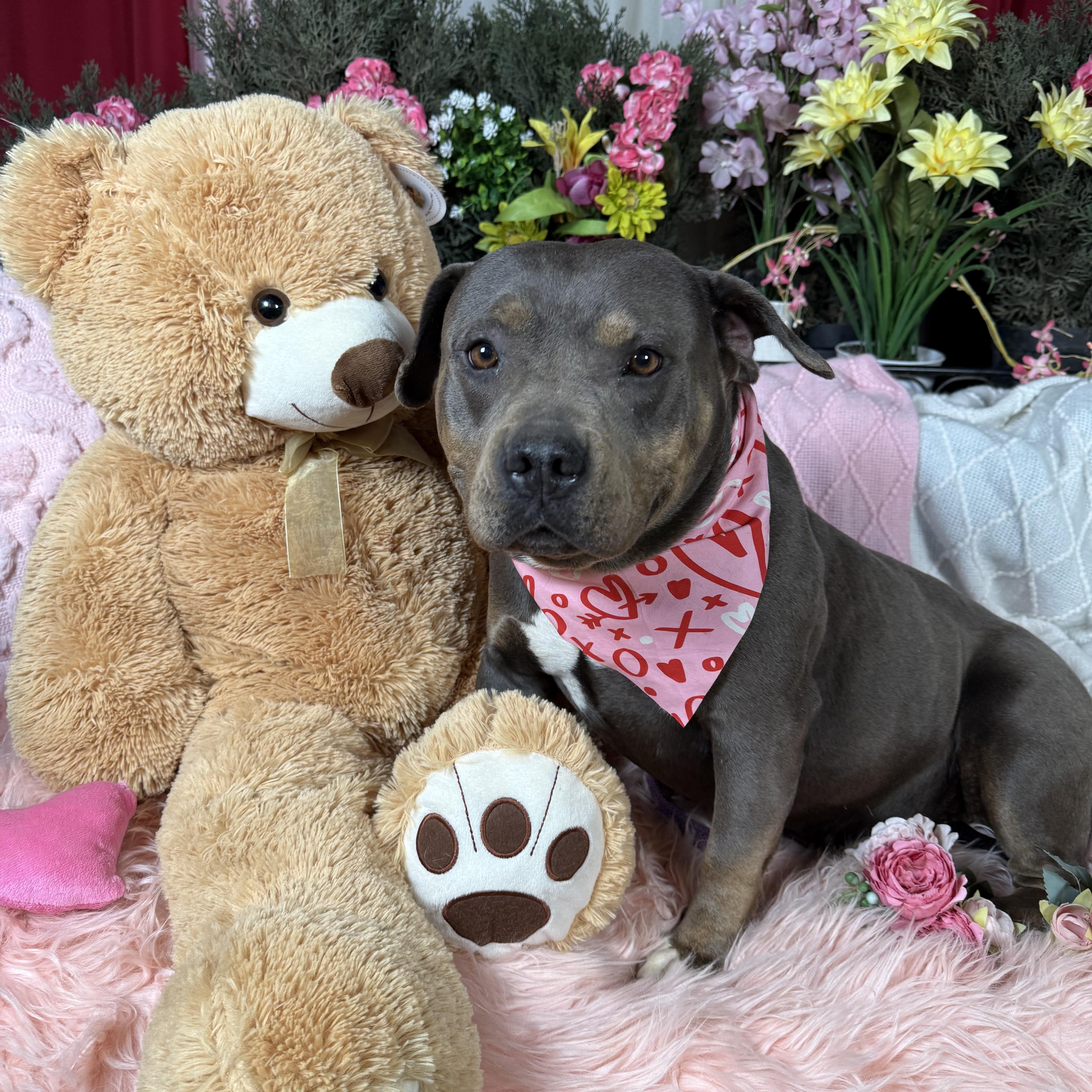 A young medium-sized female Tricolor (Brown, Black, & White) Staffordshire Bull Terrier dog named Reina for adoption in Acton, CA