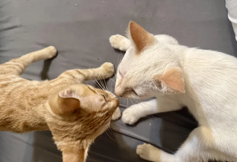 A baby medium-sized male Flame Point Siamese cat named Snowman and Tiger for adoption in Mission Viejo, CA