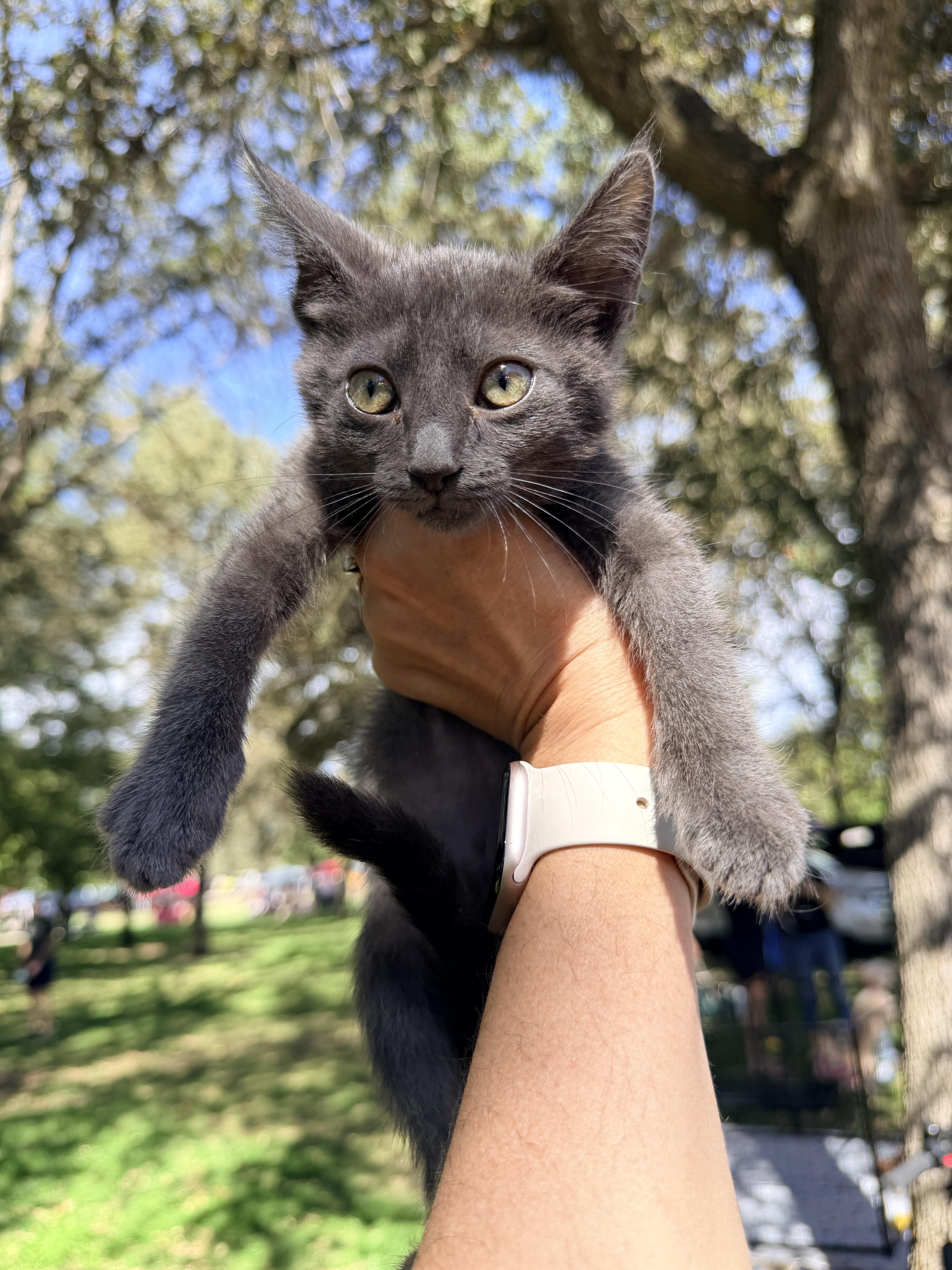 A baby medium-sized female Domestic Short Hair cat named Gecko for adoption in Penryn, CA