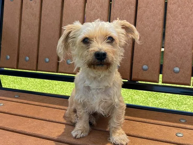 A young small-sized male Poodle dog named Bogard for adoption in Tustin, CA