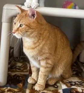 Caramello thumbnail 2