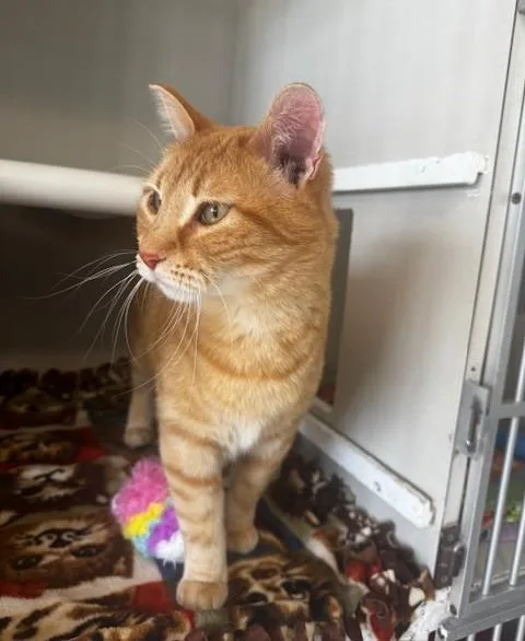 Caramello thumbnail 3