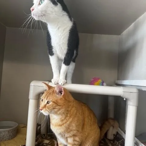 Caramello thumbnail 4