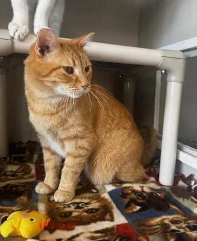 Caramello thumbnail 5