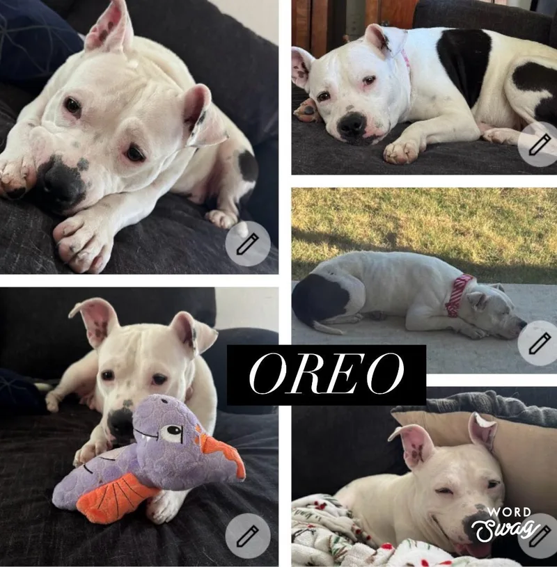 Oreo