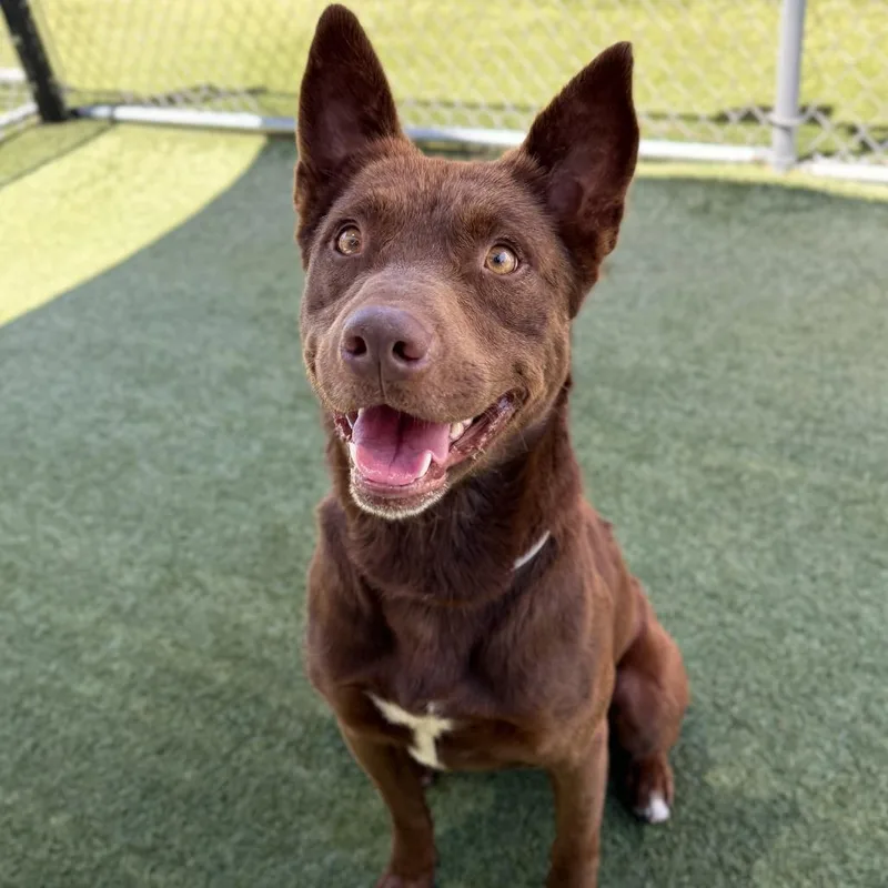 An adult medium-sized male Brown / Chocolate Shepherd dog named Kratos for adoption in Hawthorne, CA