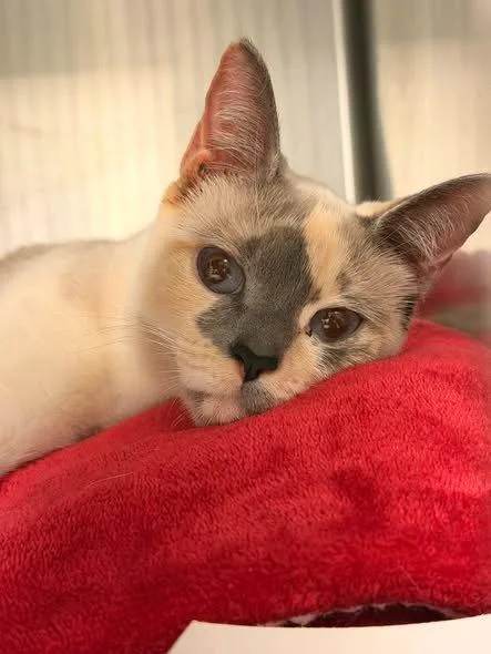 Felina Gomez