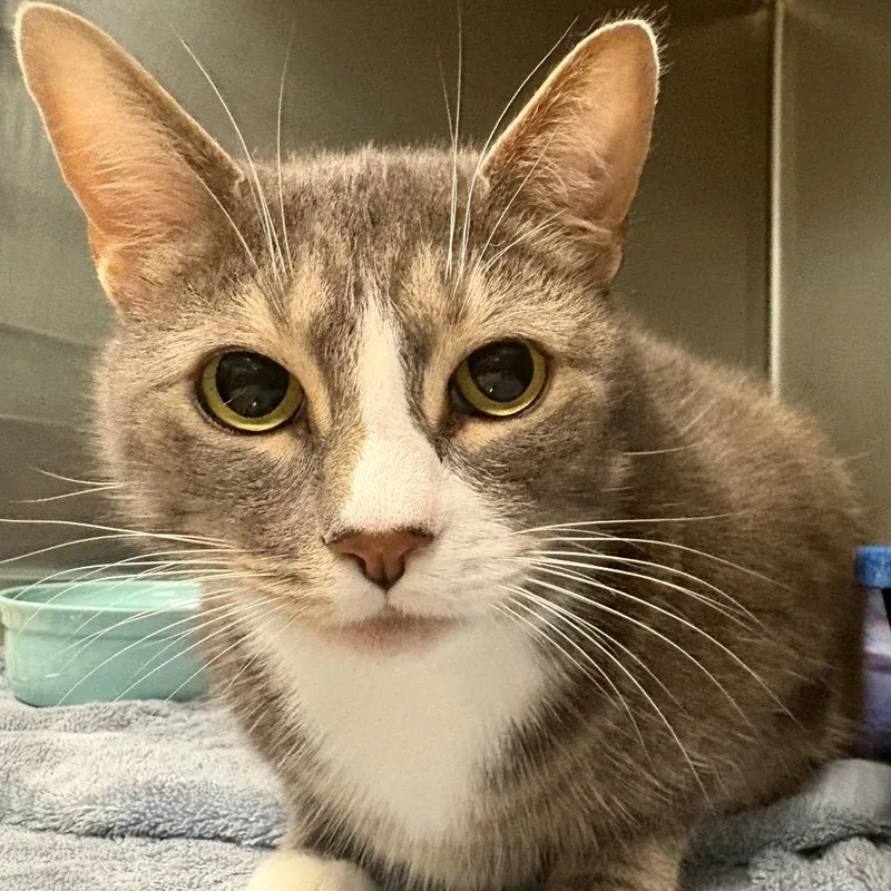 An adult extra large-sized male Gray / Blue / Silver Domestic Short Hair cat named Sunshine for adoption in East Hanover, NJ