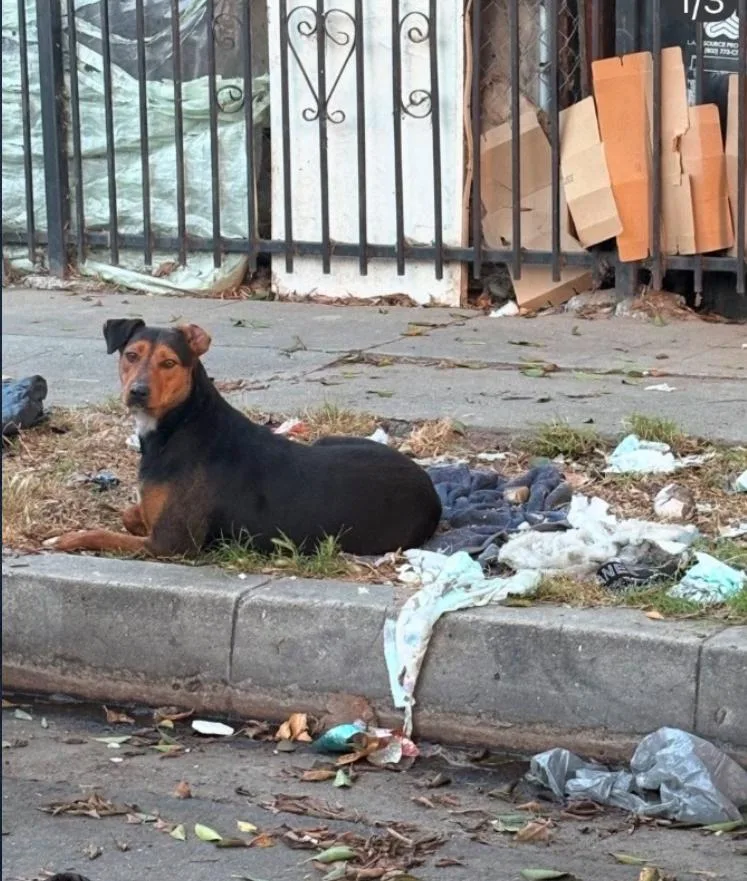 An adult medium-sized female Bicolor Shepherd dog named Estelle for adoption in Los Angeles, CA