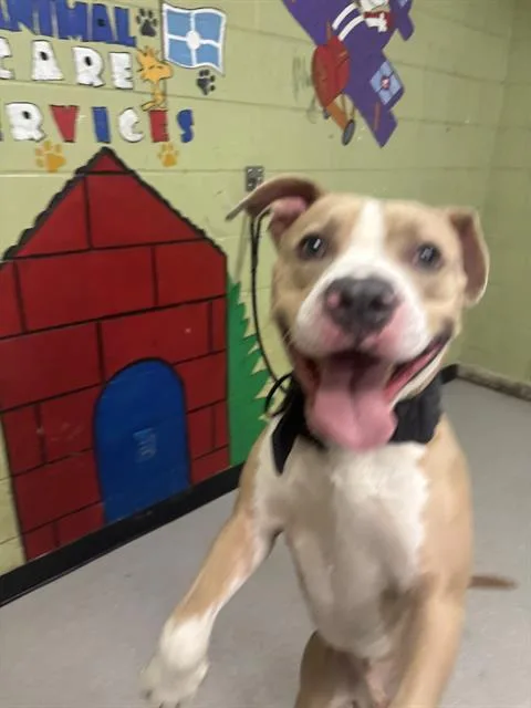 A young large-sized male Pit Bull Terrier dog named Kangaroo Jack for adoption in Indianapolis, IN