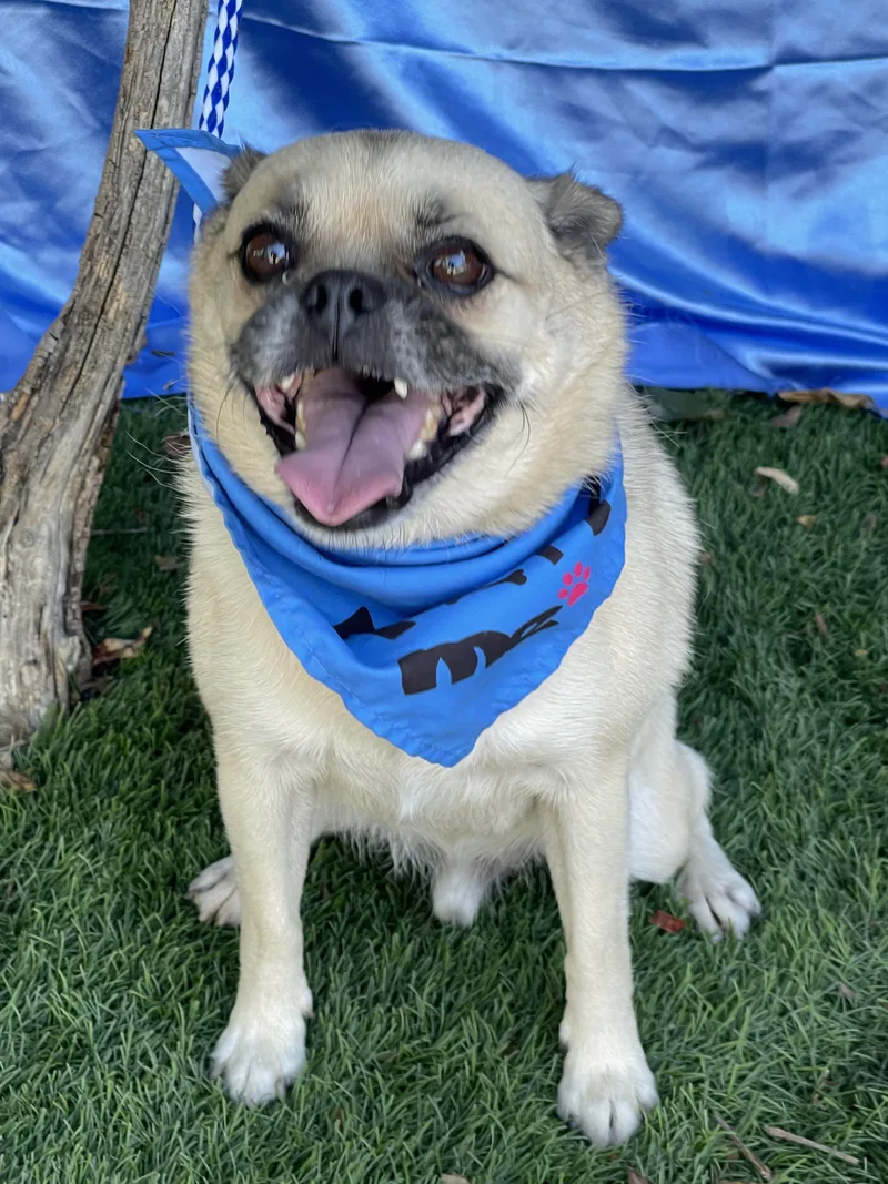 An adult small-sized male Apricot / Beige Pug dog named Percy for adoption in Rowland Heights, CA