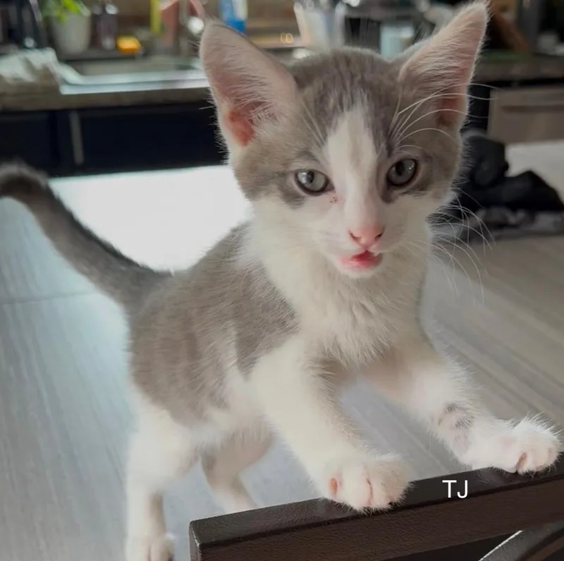 A baby small-sized male Gray & White Domestic Short Hair cat named Tj for adoption in Topsham, ME