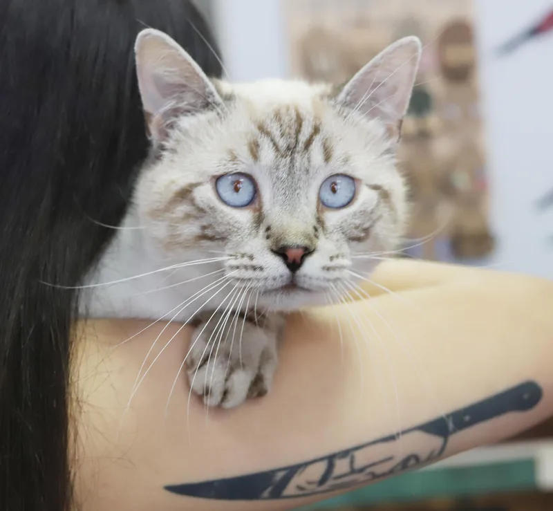 A young small-sized male Blue Cream Siamese cat named Toasty Is A Rare for adoption in Bedford Hills, NY