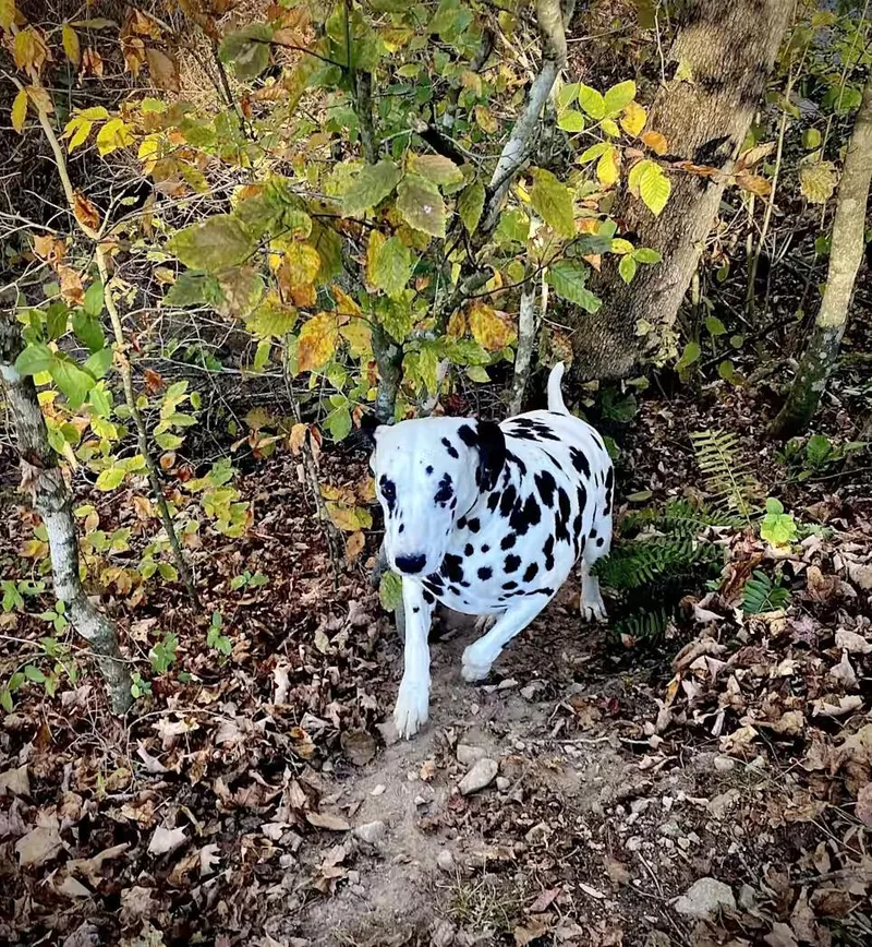 A senior large-sized male Black Dalmatian dog named DominoCenterville  TN for adoption in San Diego, CA