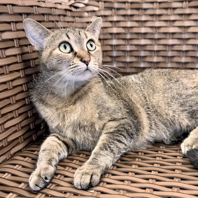 An adult medium-sized female Brown / Chocolate Domestic Short Hair cat named Alabama for adoption in Midland, MI