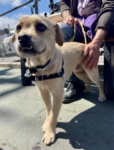 A young small-sized male Border Terrier dog named Milo for adoption in San Francisco, CA